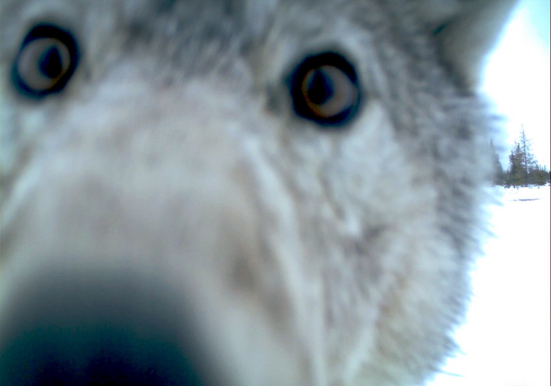 Wolf looking directly into a camera at close proximity.