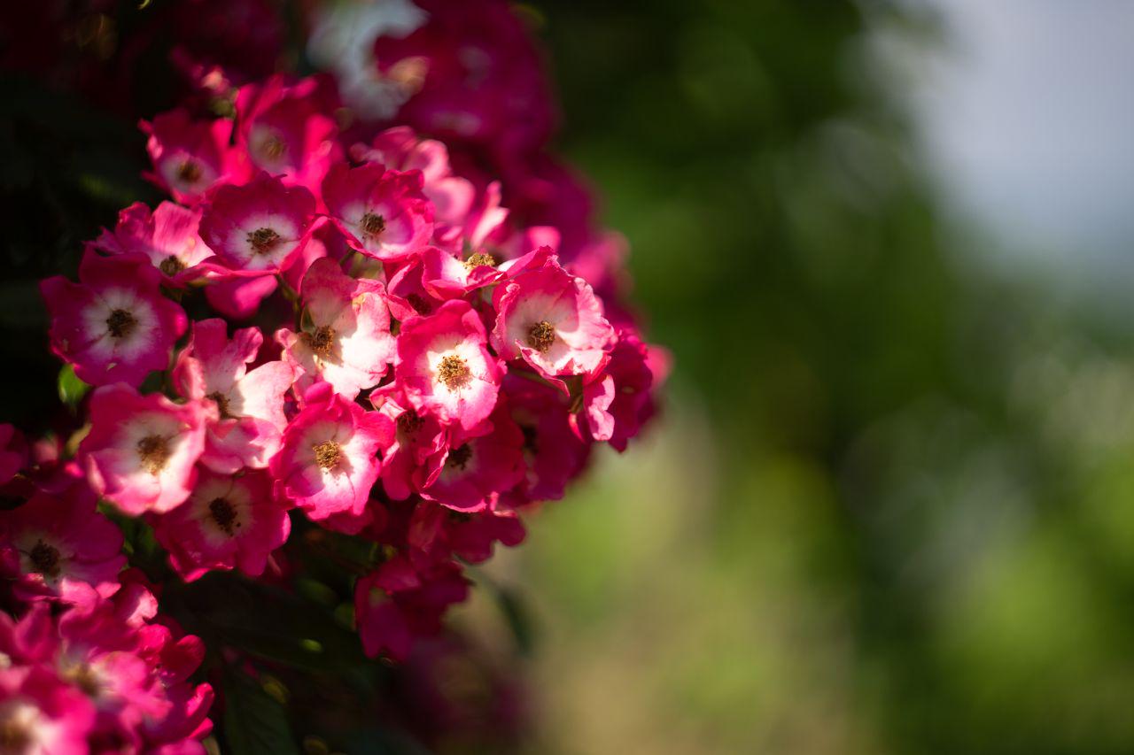flower (Hydrangea) with bokeh