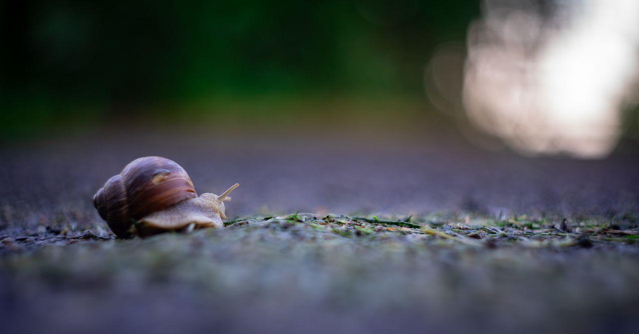 Snail on a concrete with a single raindrop on the house and the sun rising on the background