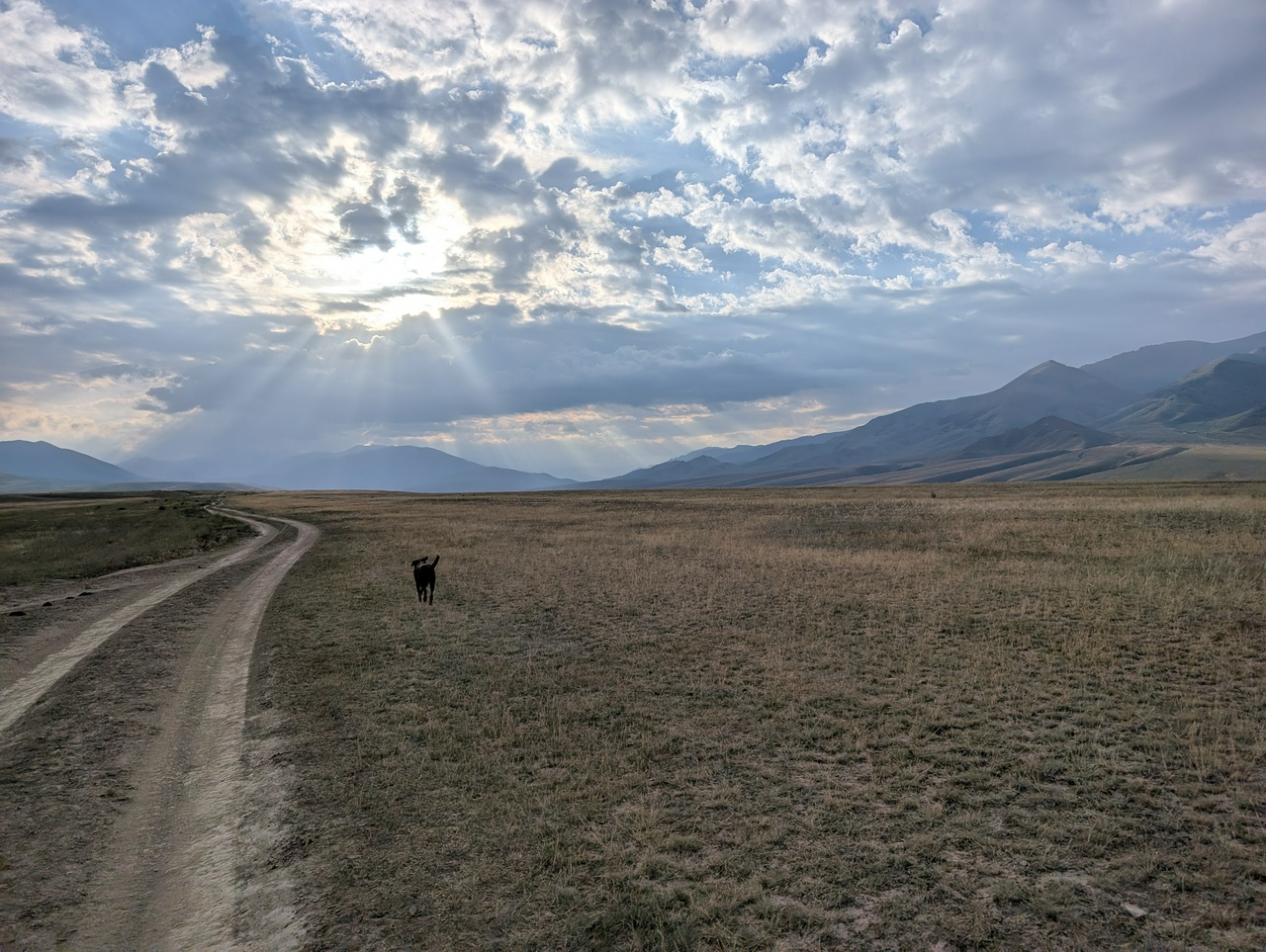 Dogrun