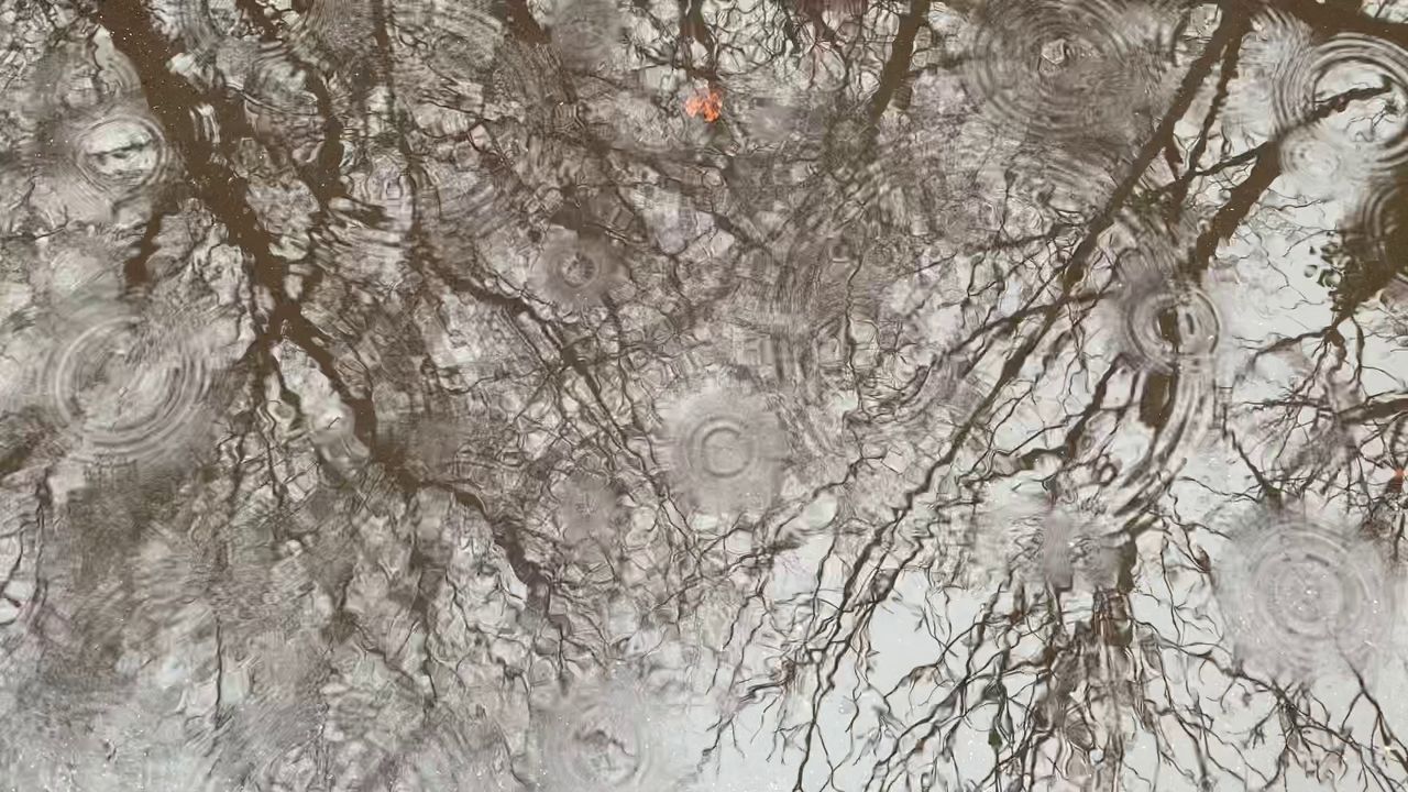 video screenshot of tree reflection in rain puddle obliterated by raindrops