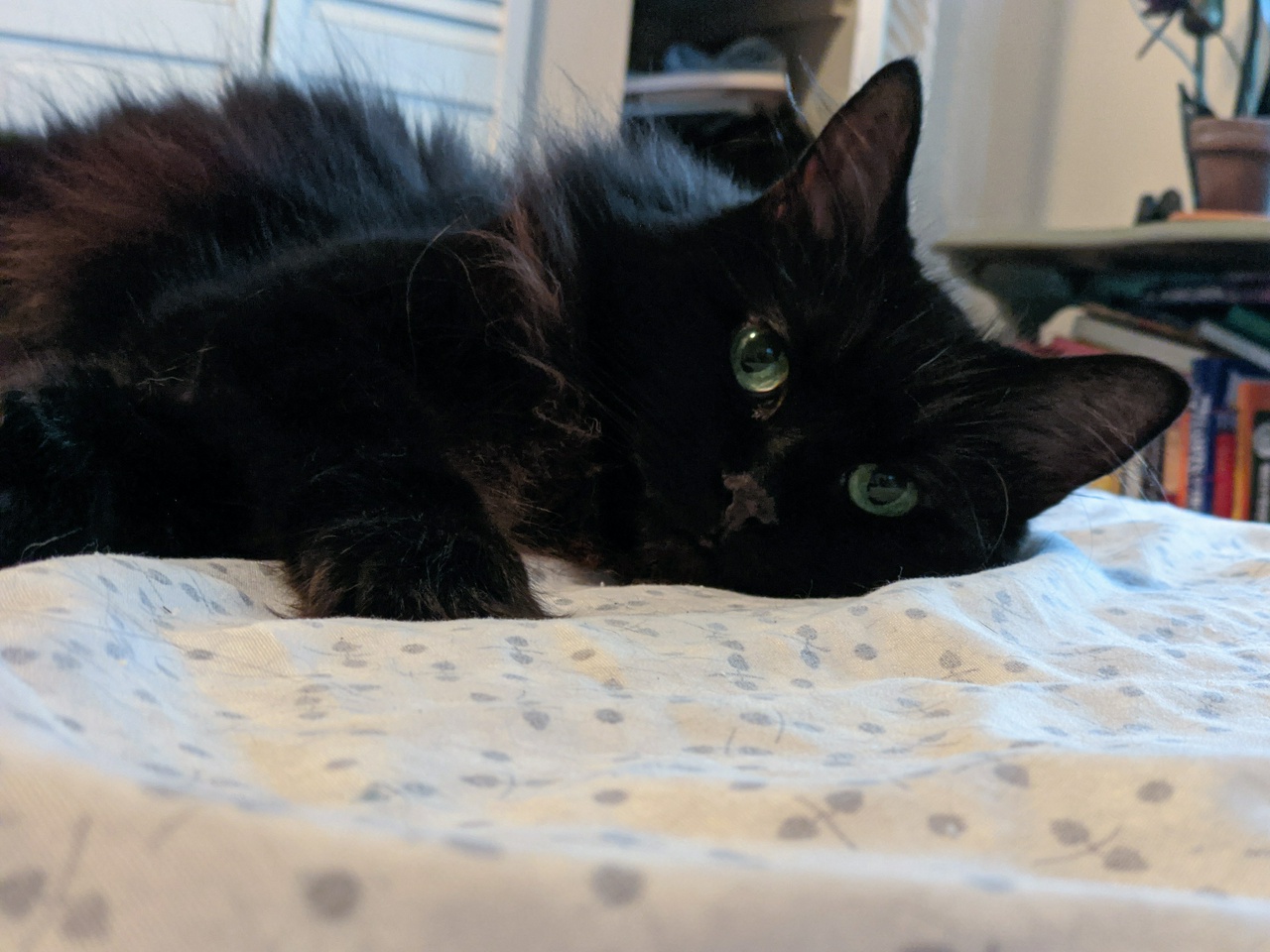 Taggy lying on a bed. Her face and upper body is visible, with her front, right leg extended forward.