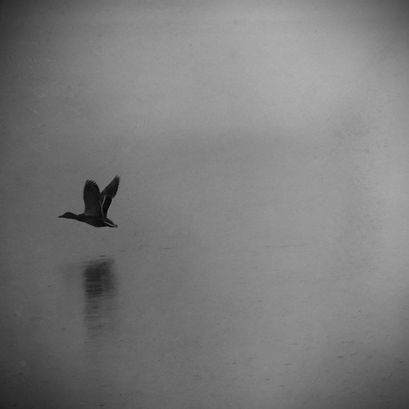 photo en noir et blanc, canard au ras des flots s'envolant vers la gauche, laissant vides les trois quarts de l'image sur la droite. Un léger reflet du canard dans l'eau