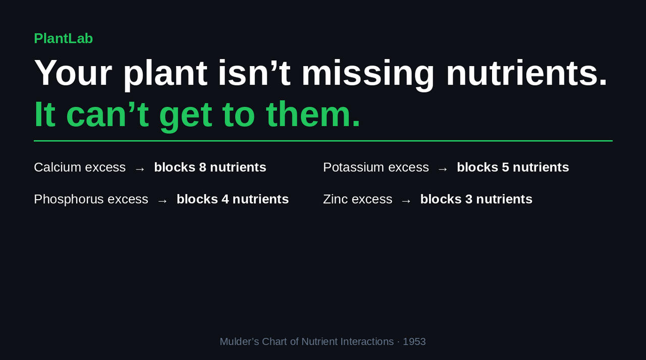 Nutrient Antagonism in Cannabis: Why Chasing Deficiencies Makes Things Worse