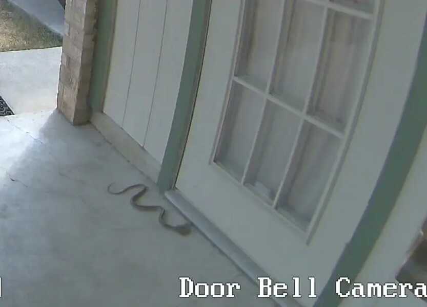 Garter snake eating a lizard