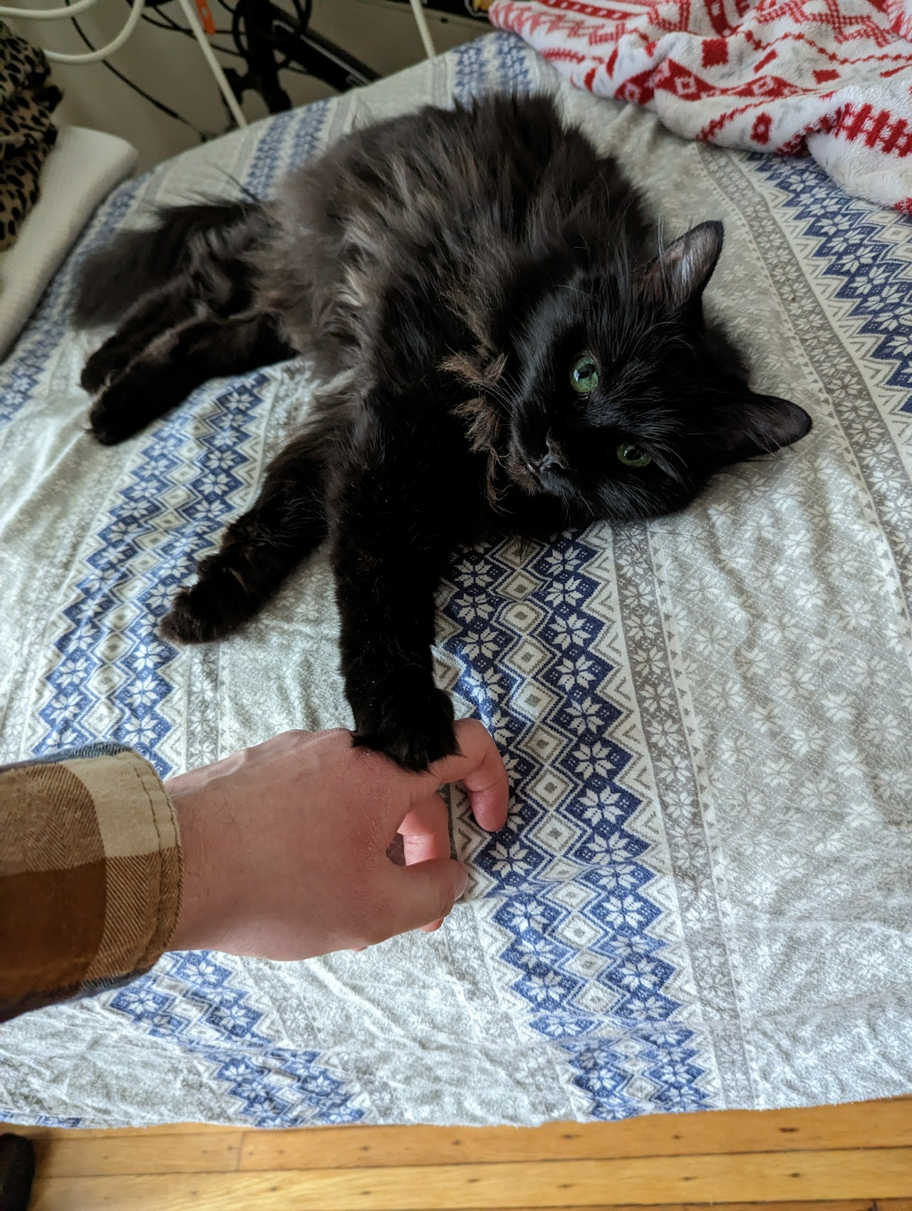 Taggy lying on a bed. She is extending her front, right paw to touch my hand, which is reaching toward her.