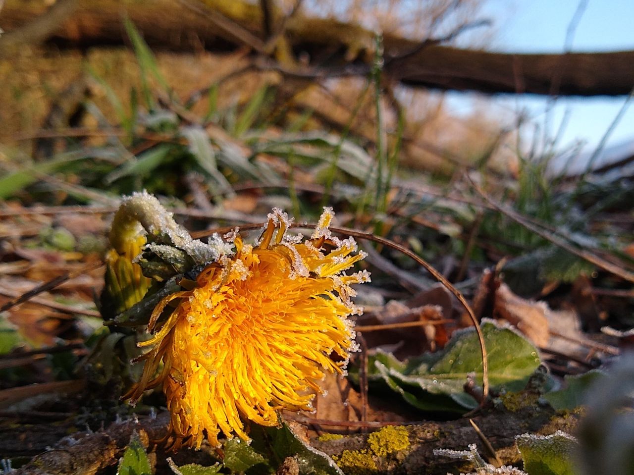 Fiore