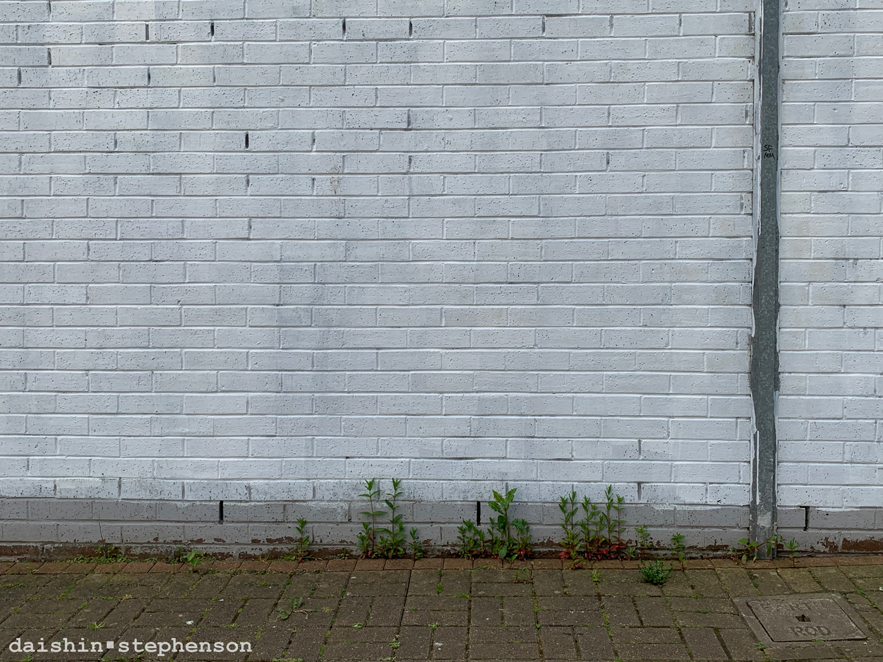a brick wall painted over in gray then again in white. in the space between wall and paver stones, plants grow.