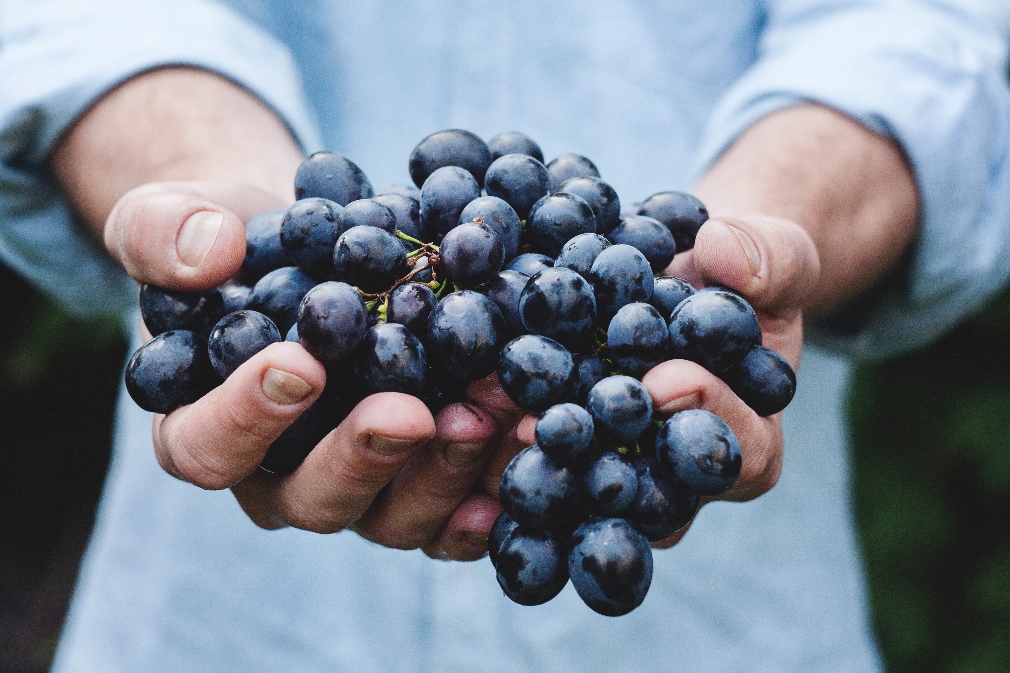 Close up of a bunch of purple grapes in someone’s outstretched hands. The person in the background is blurred to highlight the grapes and bring them into focus.