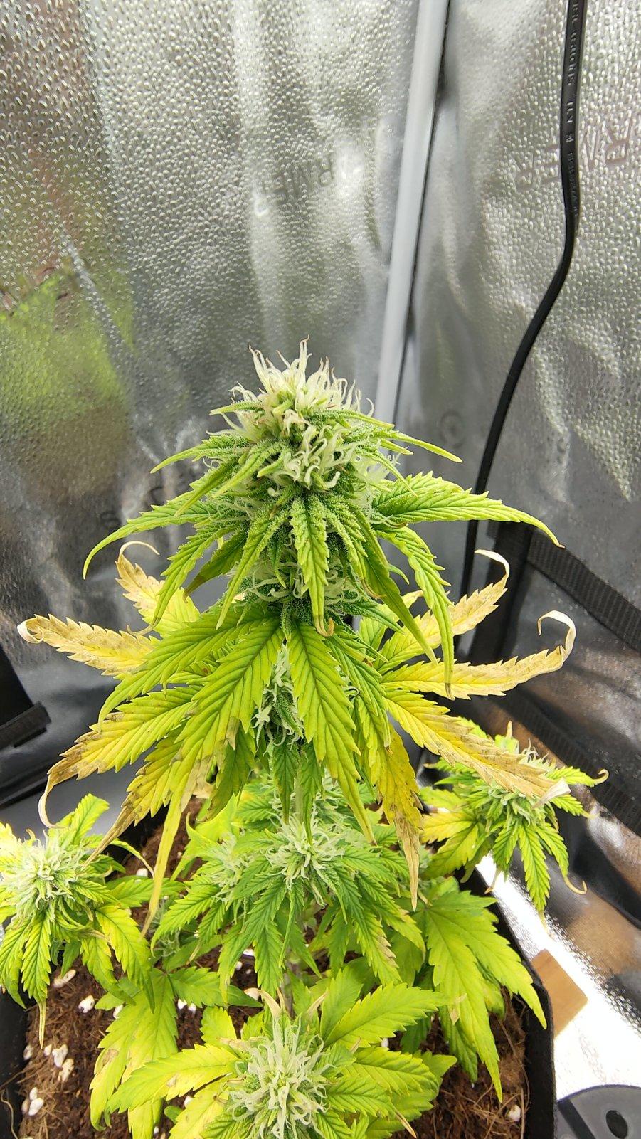 Cannabis leaf showing nitrogen deficiency - yellow lower leaves with green veins