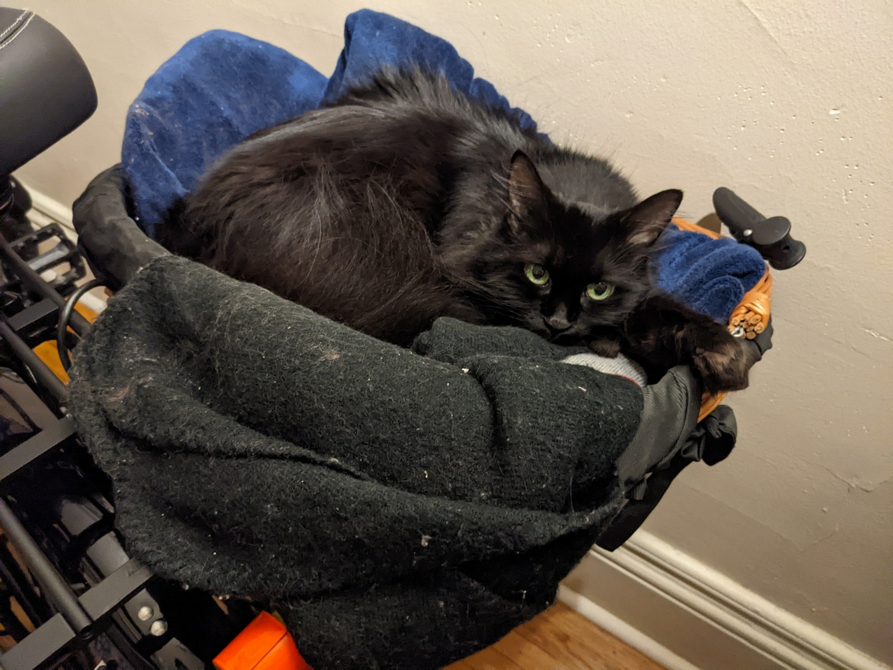 Taggy, a black cat, relaxing in a bicycle's basket that has been filled with blankets