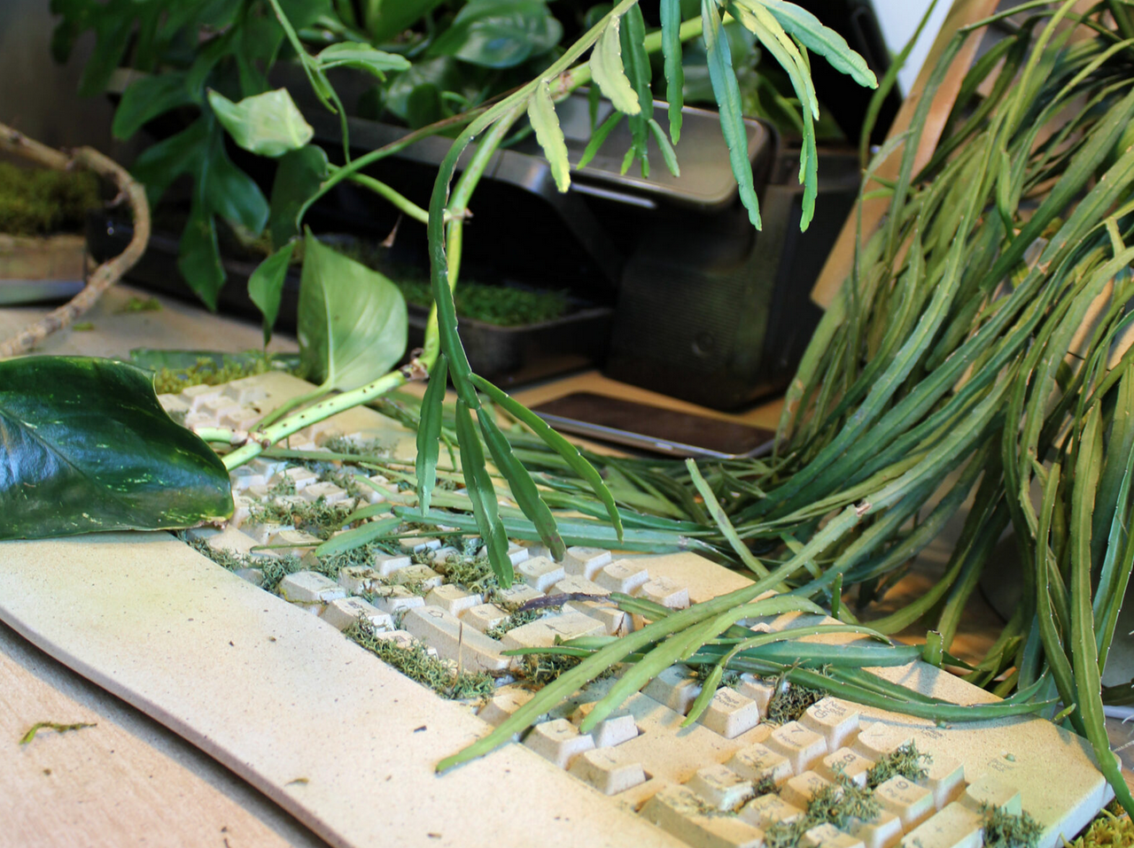 an office called Blue Fin was taken over by houseplants idk