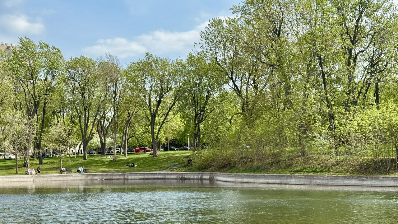 A view across the étang du Parc La Fontaine, Tiohtià:ke, in early spring. A concrete retaining wall runs along the far bank where a few people sit or stand in small groups on the grass beyond it. Tall deciduous trees line the park, their leaves newly green. Parked cars are visible through the trees. Blue sky with light cloud.