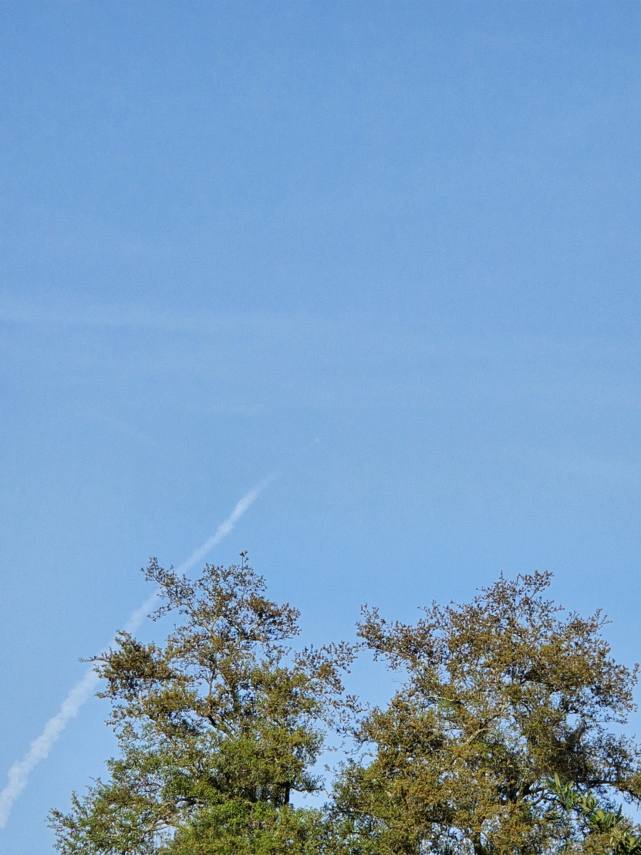 A clear blue sky dominates the image with no clouds visible. At the bottom of the image, the tops of two tall trees with green and brown leaves are seen. The trees have thin branches with sparse foliage, indicating a possible seasonal change or type of tree. Rising diagonally from the lower left corner towards the upper center of the image is a white smoke trail, likely from a rocket or missile launch, which is faint but distinct against the blue sky. The smoke trail starts thick near the trees and gradually becomes thinner as it ascends. The overall scene suggests a rocket launch viewed from a distance with natural greenery in the foreground.