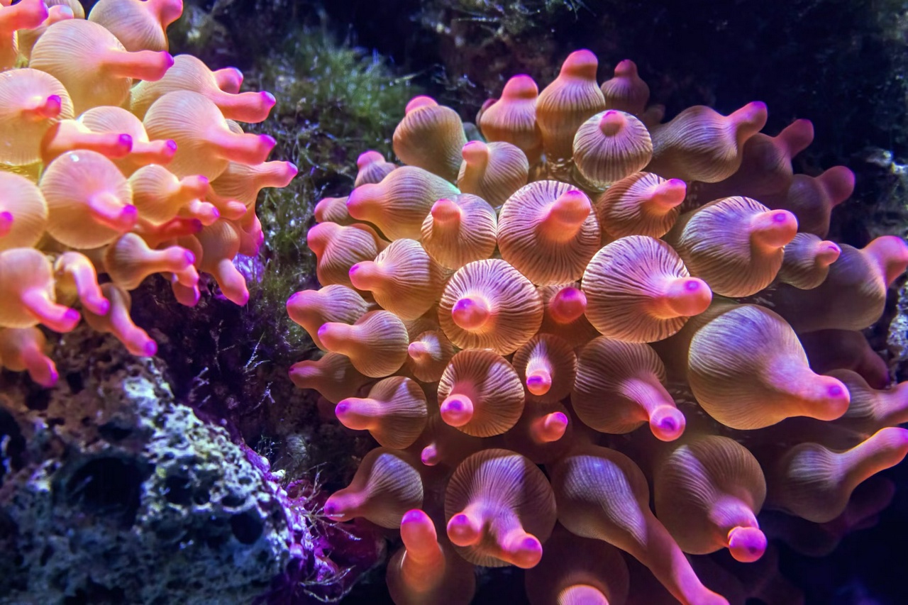 Bubble-tip anemones at the Cairns Aquarium, Australia, by David Clode