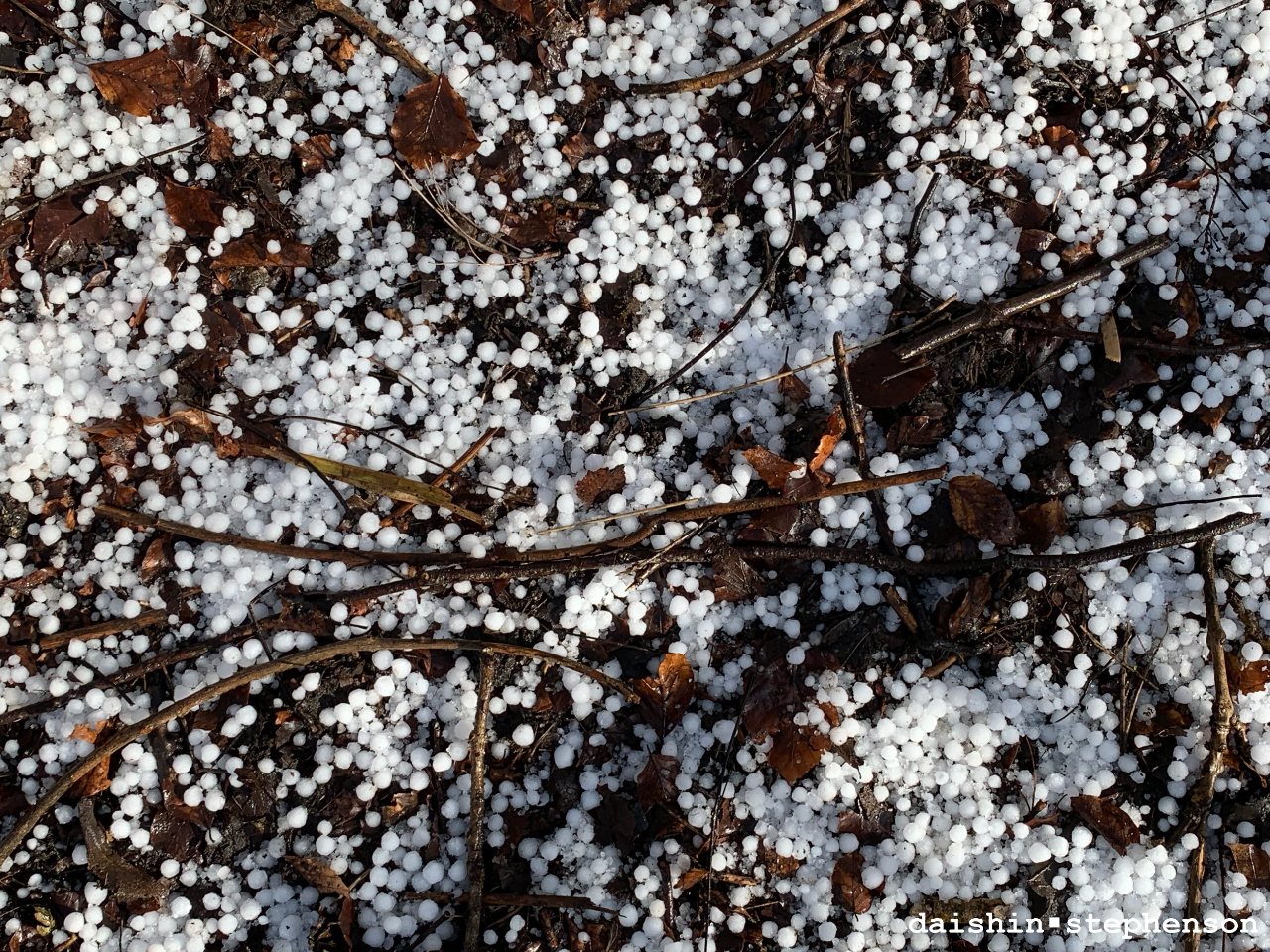 pea-sized hail atop fallen leaves and twigs