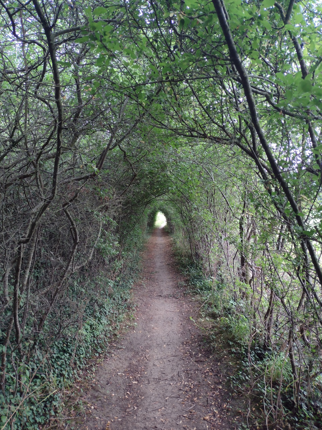 A path that goes through a "tunnel" made of trees