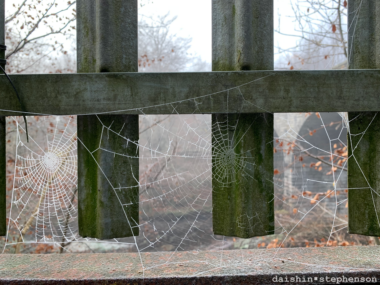 frozen spider web on metal fence by the kelvin river