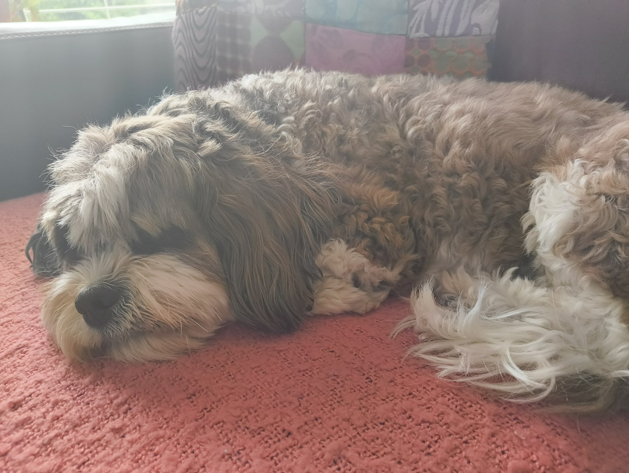 Charlie sleeping on the couch