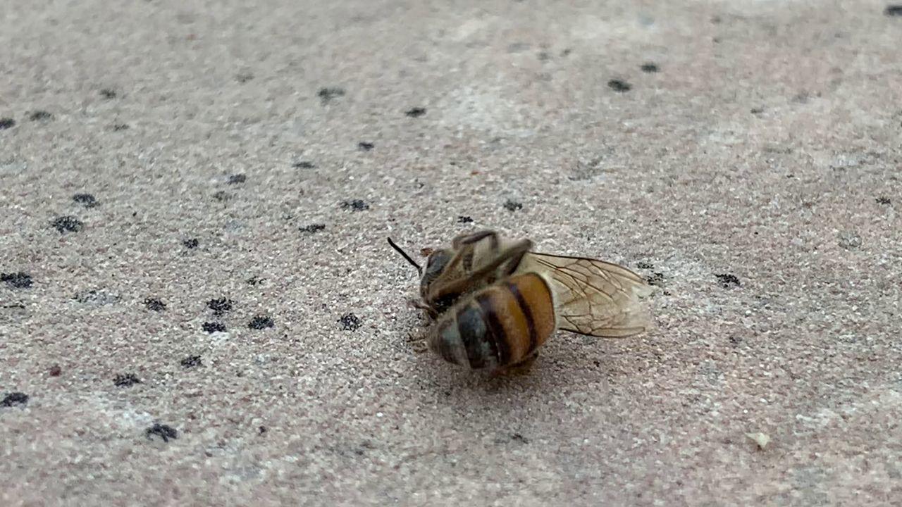 video screenshot of dying bee