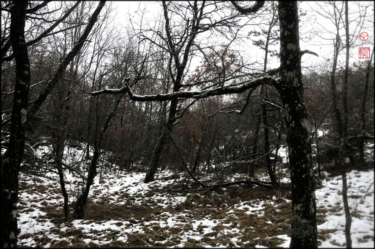 Sous un ciel blanc de froid, un sous-bois au sol enneigé marqué de traces de fonte, les arbres noirs, maigres et dénudés se dressent en désordre, deux très droits au premier plan (un grêle à l'extrême gauche, au ras de la marge, l'autre, plus épais à droite. Le sol affecte la forme d'un V aplati, comme un fond de vallée. En réalité on est proche du sommet d'une hauteur qui s'élève en pente relativement douce une trentaine de mètres plus haut.