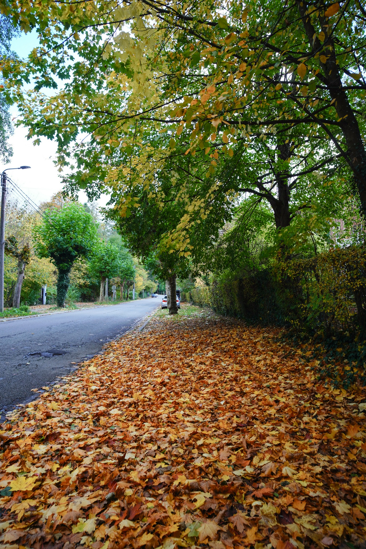 Feuilles d'automne - Spa