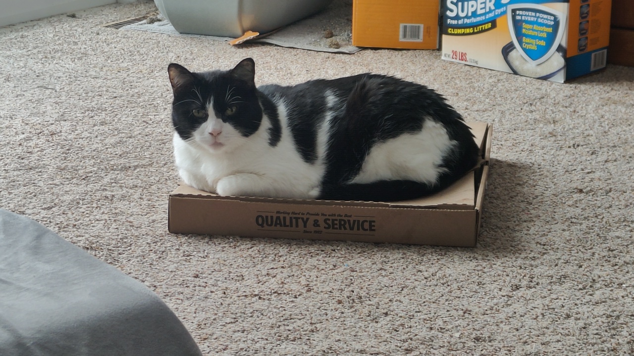 A black and white cat lying on a pizza box