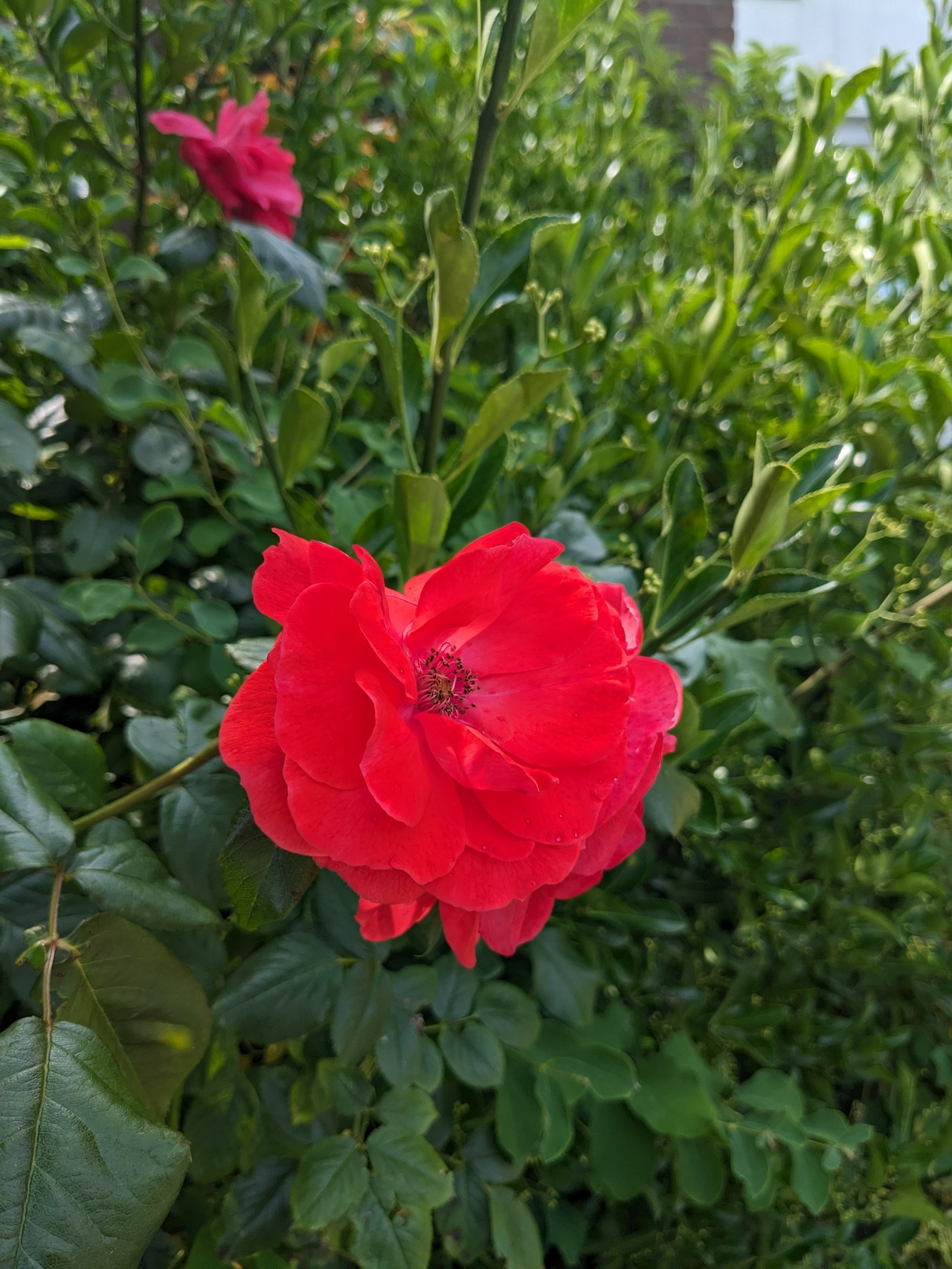 A rose while I was on a walk close by