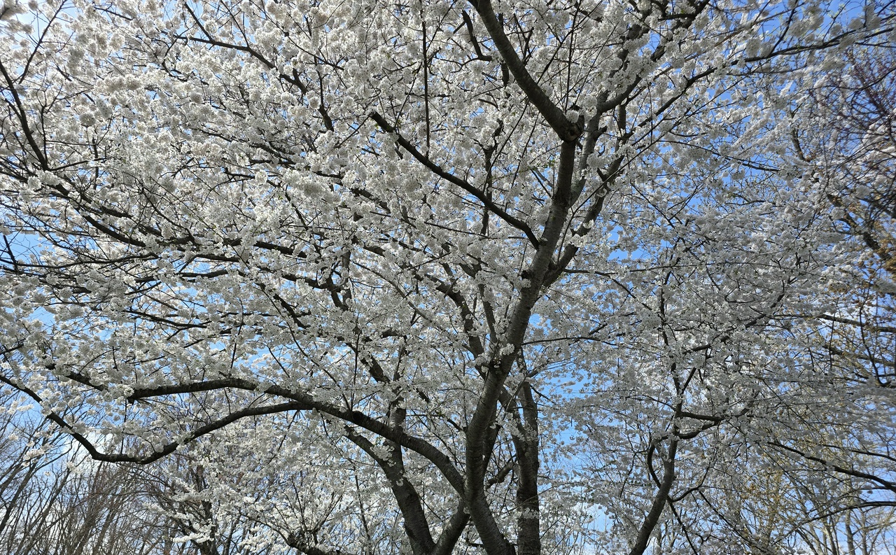 Cherry tree in bloom