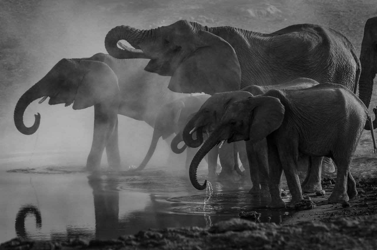 Elephants drinking water