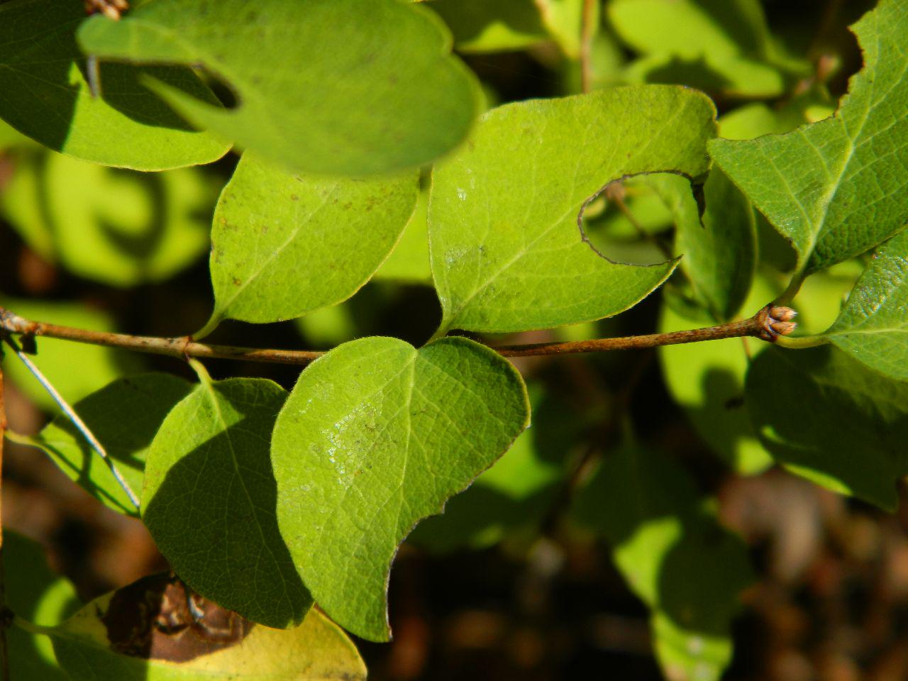 Snowberry leaves with holes