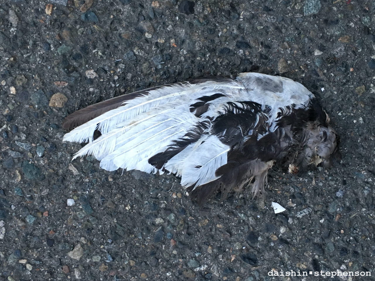photograph of a detached pigeon wing
