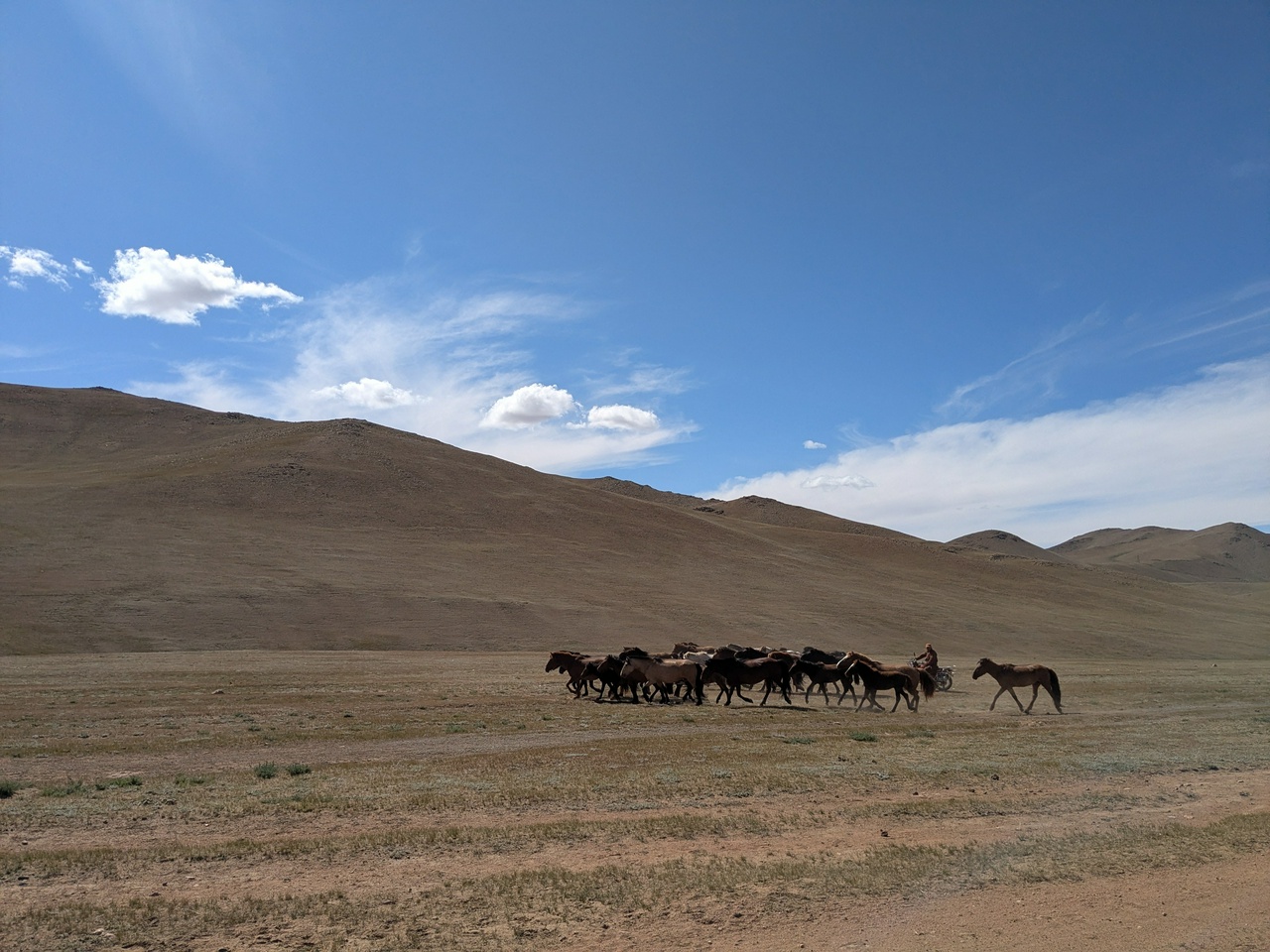 Mongoliashepherd