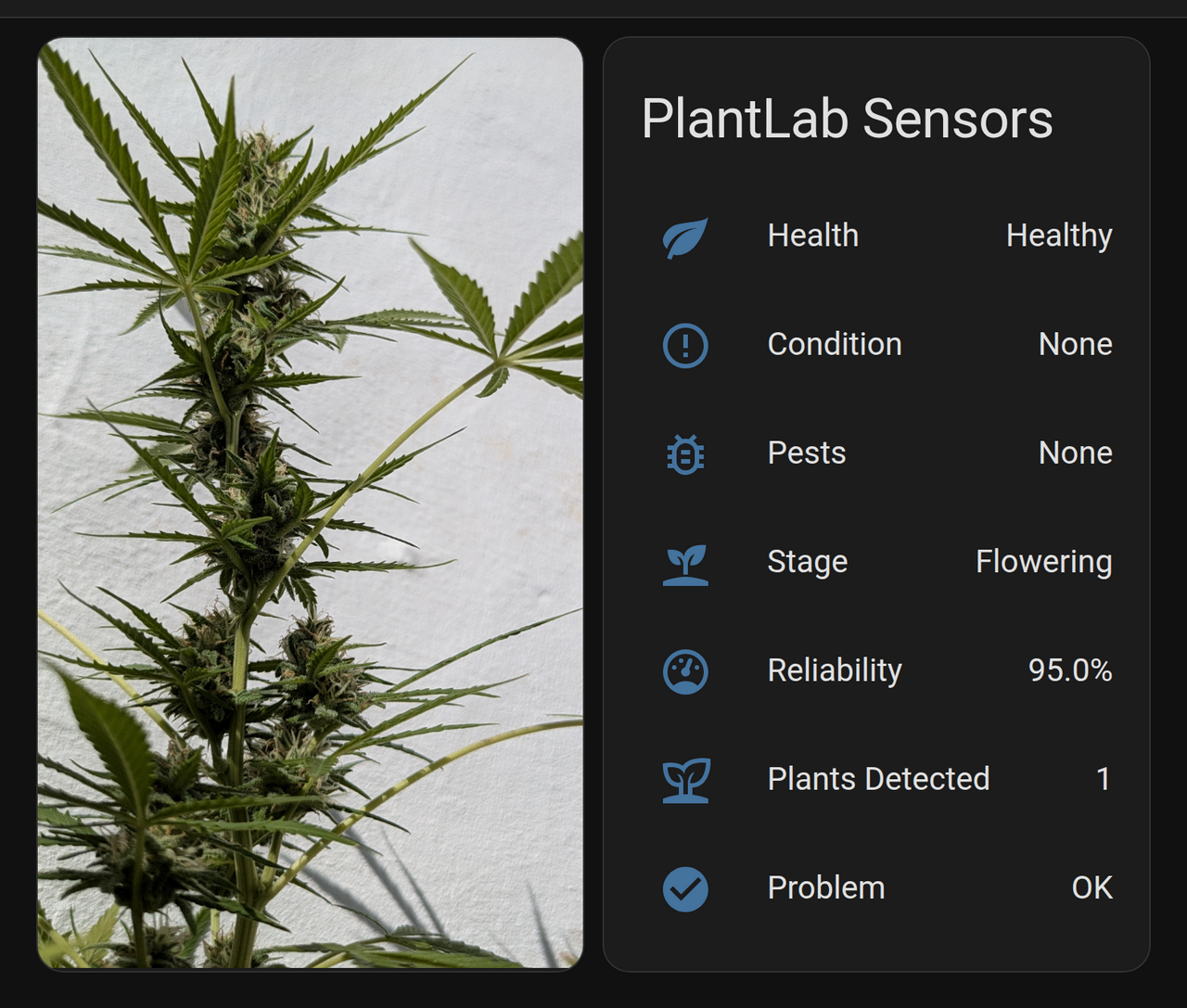 A healthy flowering cannabis plant next to a Home Assistant dashboard card showing PlantLab health, growth stage, and reliability sensors