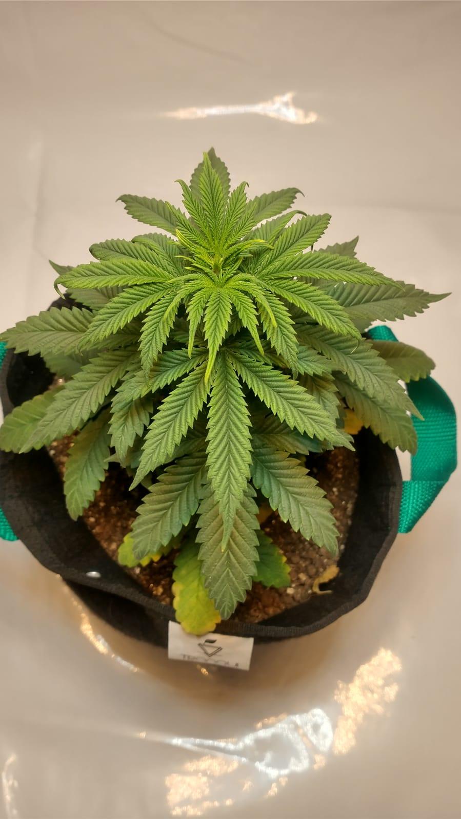 Nitrogen deficiency progression: early pale green to severe yellow and brown