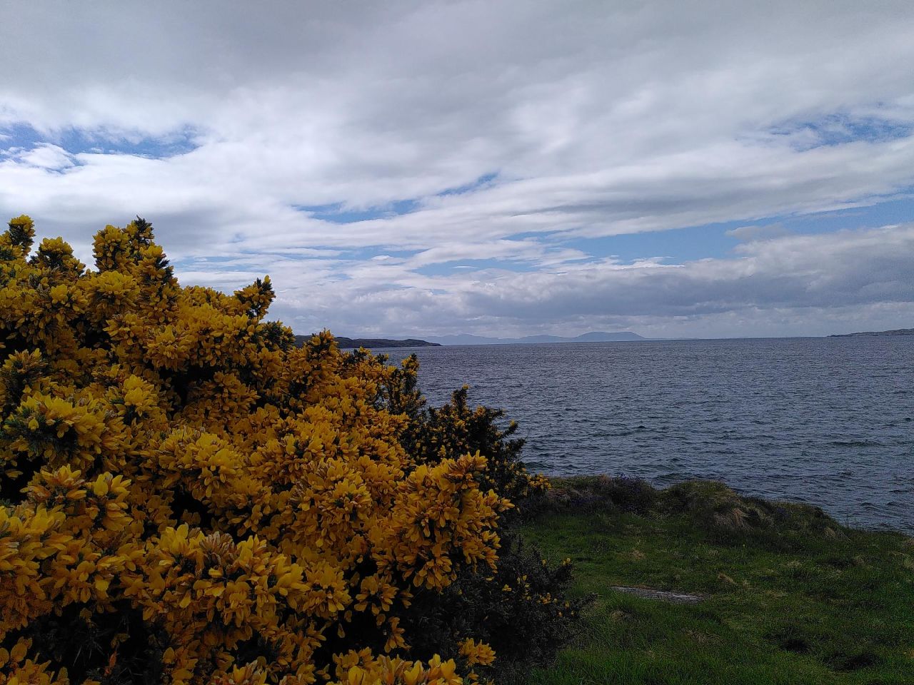 A gorse bush (Ulex europaeus) abundant with bright, little, flowers giving a coconut smell, sits in the left of the image. Water stretches across to the horizon, Isle of Skye pops its head above the horizon.