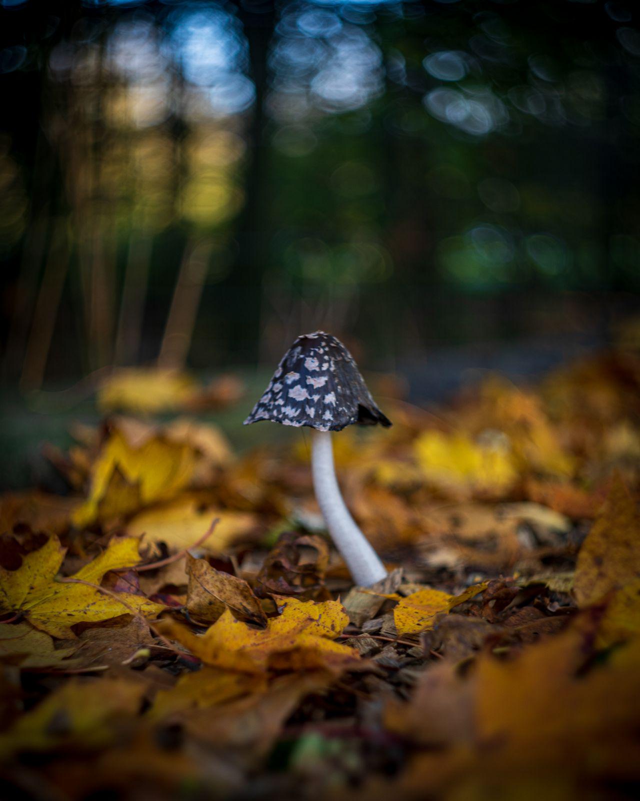 portrait of a muchroom with bokeh of the woods behind it. The floor is filled with yellow leafs.