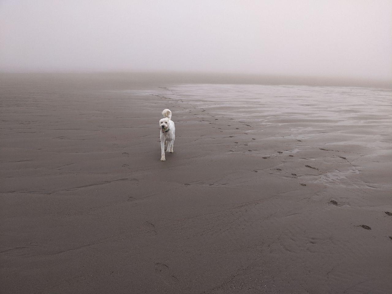 Max on beach 2