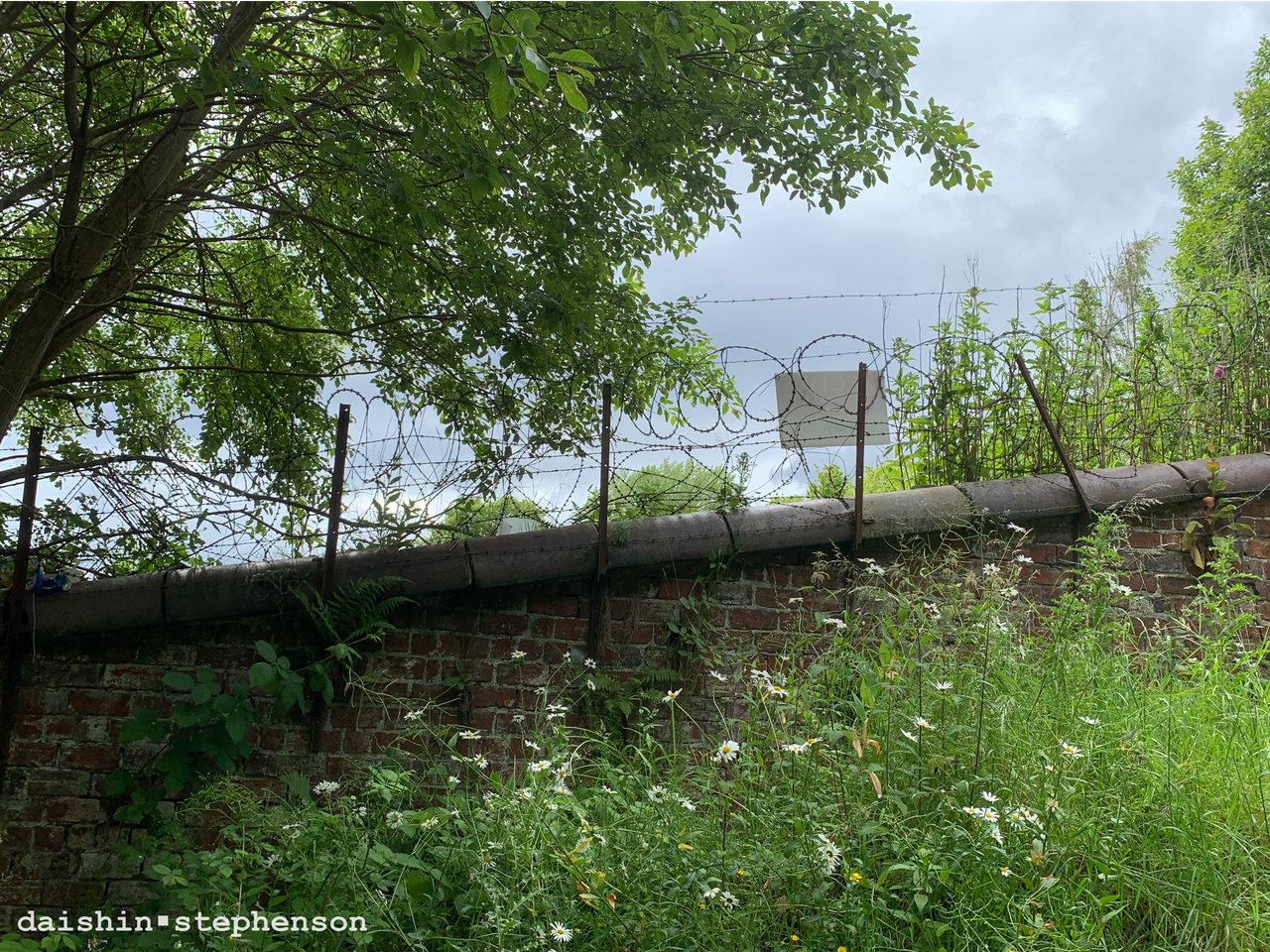 a brick wall, topped with barbed and concertina wire, on a hill. the area in front of the wall is filled with wild flowers and grasses. a large tree shades the portion of the wall in the photograph.