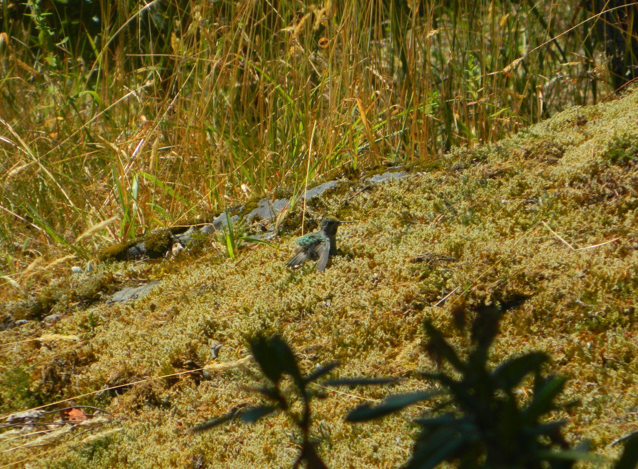 hummer sunning