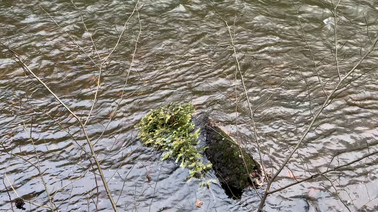 video screenshot of a discarded christmas tree in river