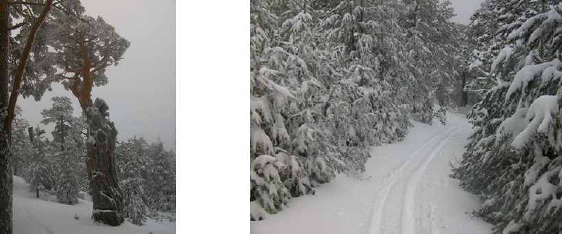 Sueños de invierno — imagen 2