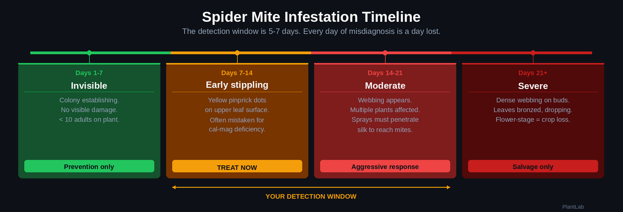 Spider mite infestation timeline - 4 stages from invisible to severe