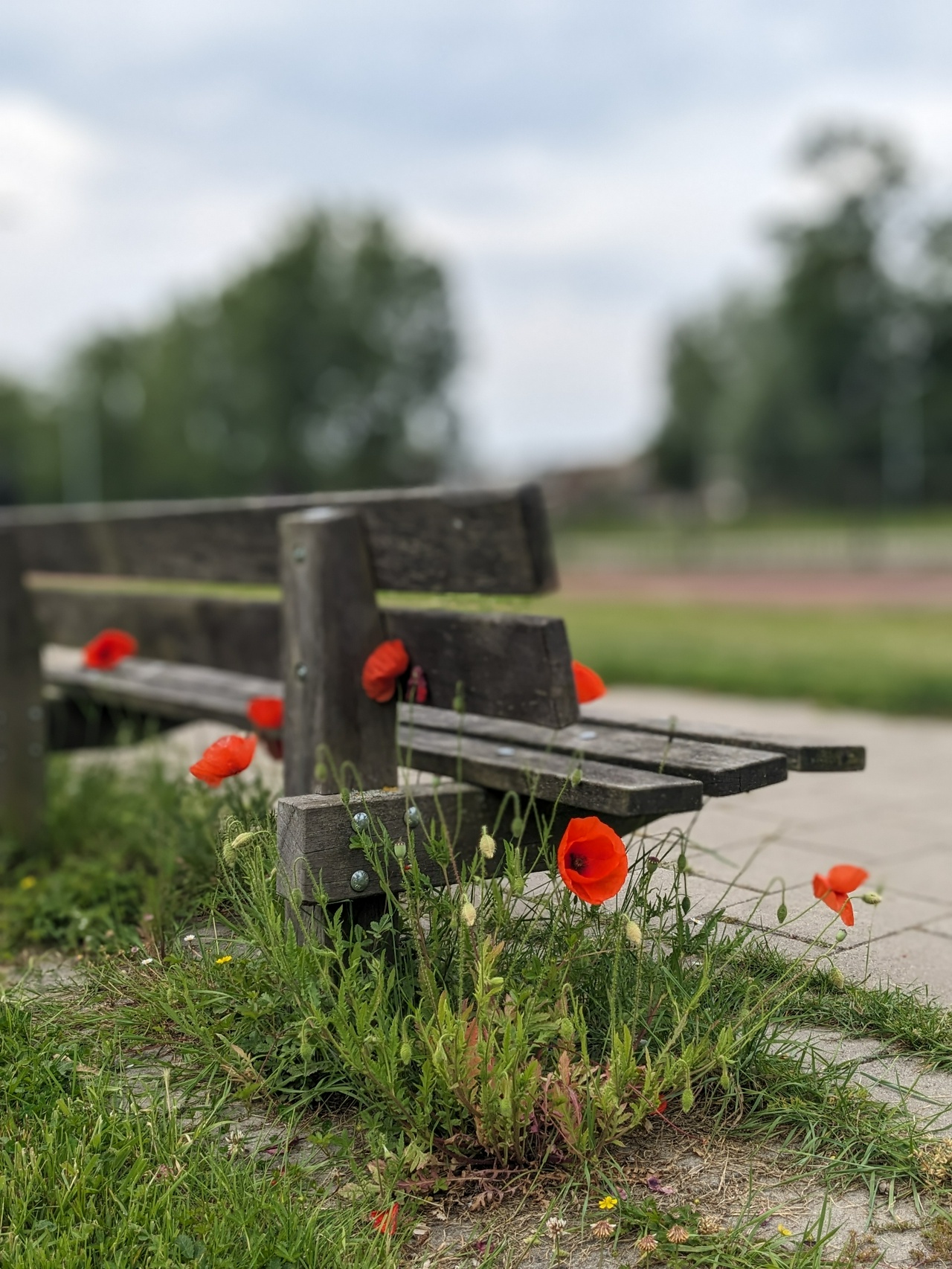 Flowers behind a bench.