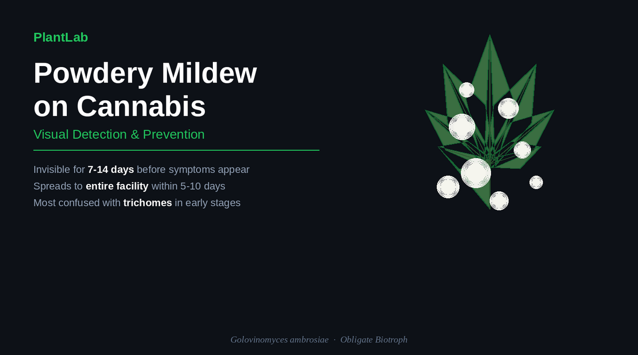 Powdery mildew on cannabis leaf - white powdery patches spreading across upper leaf surface