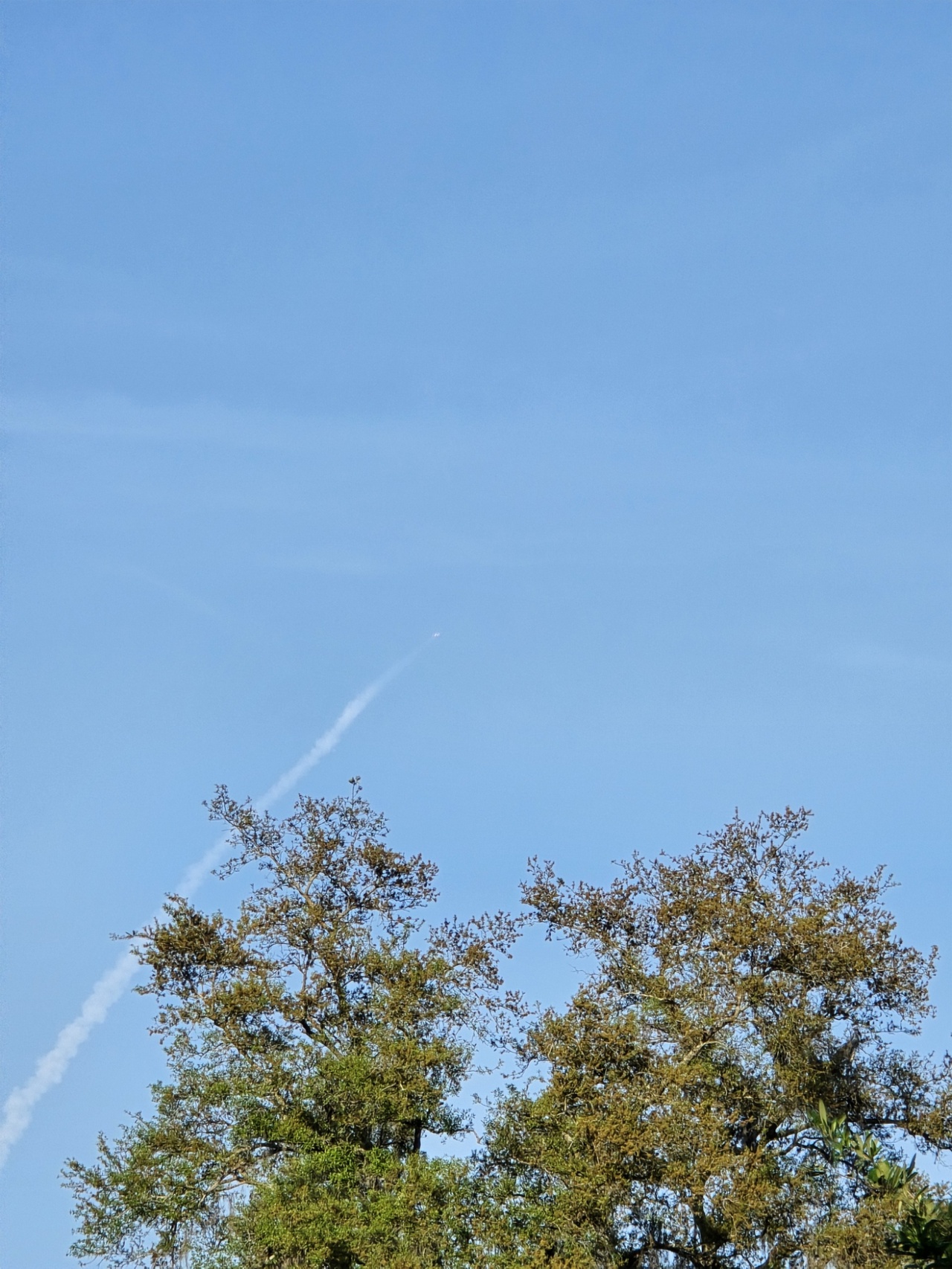 A clear blue sky dominates the image with a faint white contrail diagonally crossing from the lower left to the upper center, indicating the recent passage of a fast-moving object. Near the top of the contrail, a small bright object, possibly a rocket or missile, is visible ascending. The bottom portion of the image shows the tops of two tall trees with green and brown leaves, suggesting a mix of healthy and drying foliage. The trees have thin branches with sparse leaves, allowing some sky to be seen through them. The overall setting appears to be outdoors on a clear day with no clouds, focusing on the sky and the ascending object.