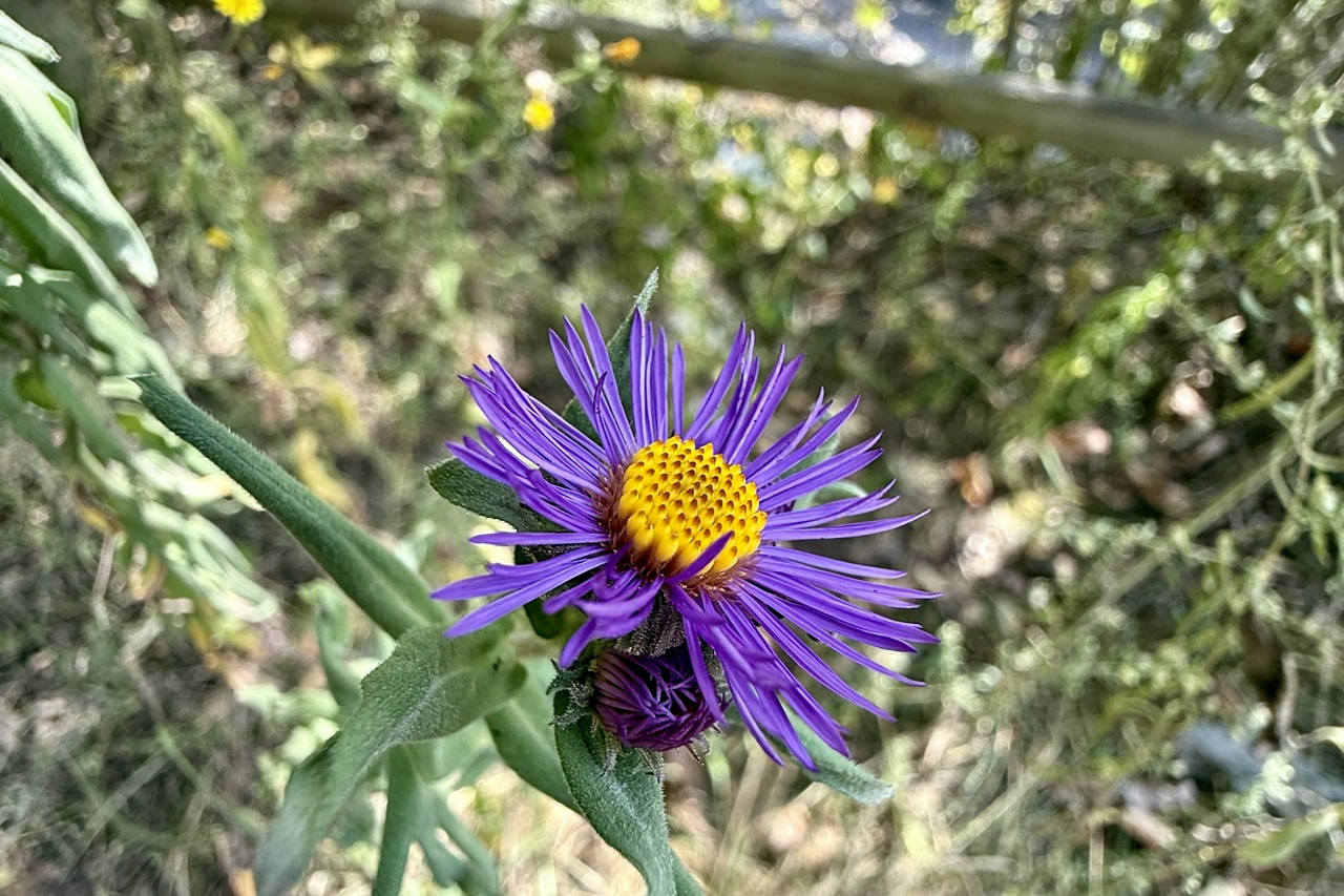 Purple aster wildflower with yellow center in natural woodland setting with wooden fence.