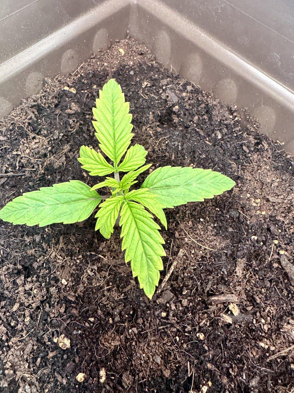 Bottom-up yellowing pattern typical of nitrogen deficiency in cannabis