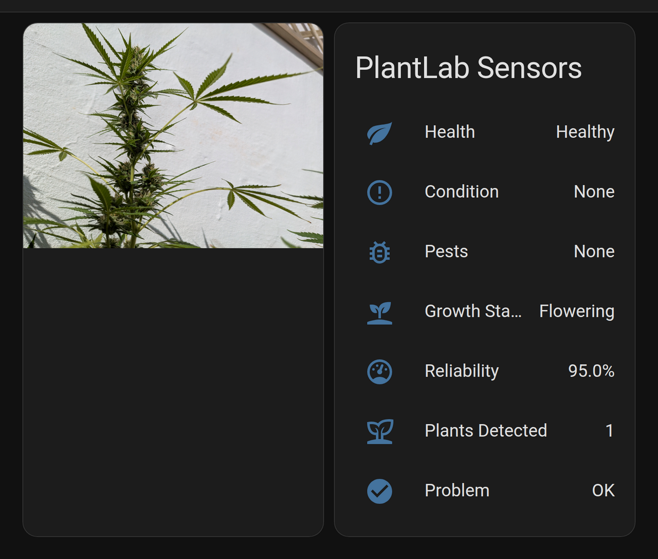 A healthy flowering cannabis plant next to a Home Assistant dashboard card showing PlantLab health, growth stage, and reliability sensors