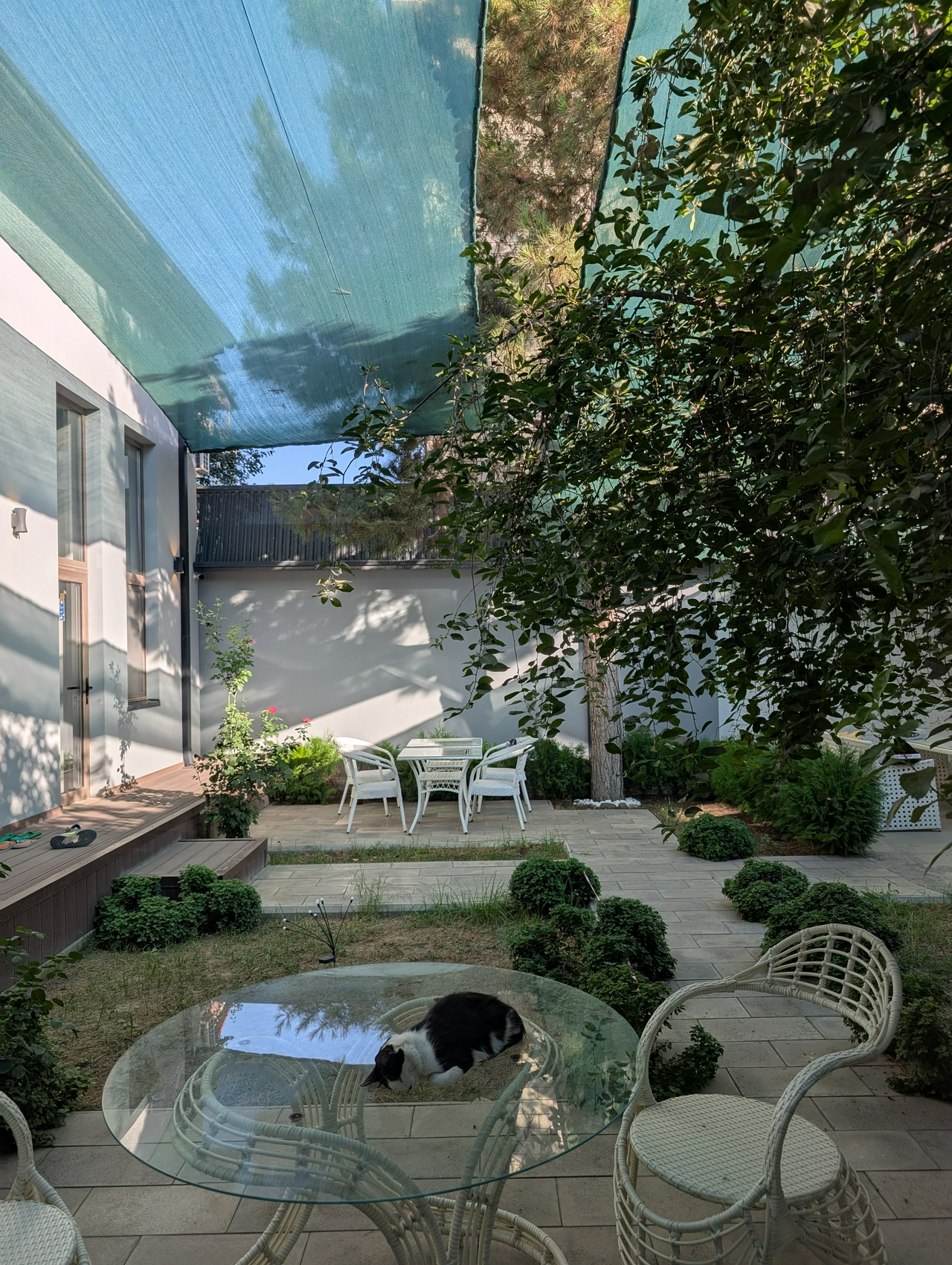 Catcourtyard